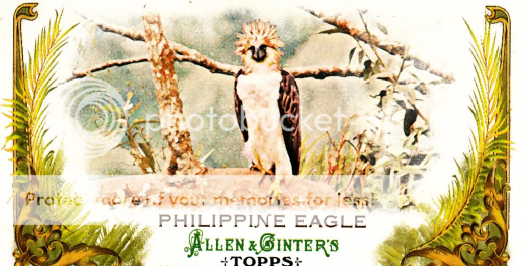 2011GinterPhilippineEagle.jpg