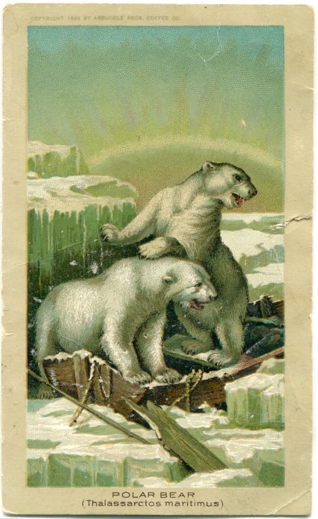 23 Polar Bear.jpg