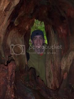 alexcedar.jpg
