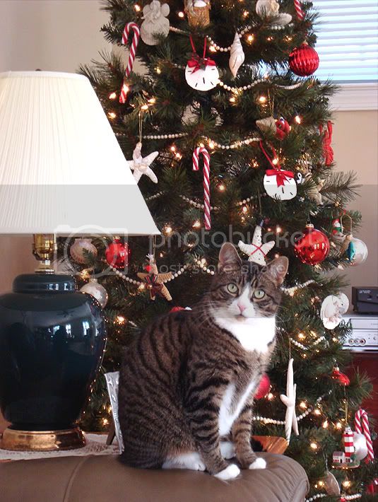 babyxmas2.jpg