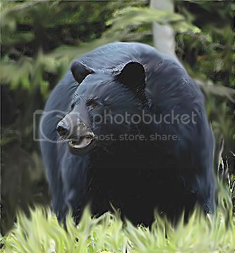 BlackBear.jpg