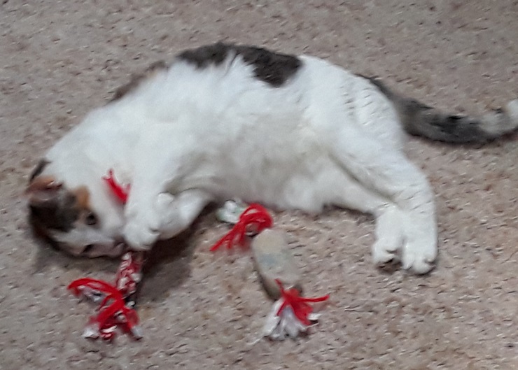 Callie 1.jpg