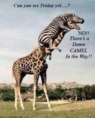 camel.jpg