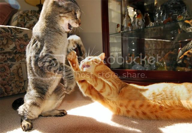 cat-fight.jpg