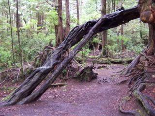 cedarroot.jpg