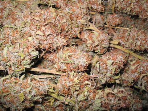 dank-49097.jpg