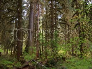 forrest1.jpg
