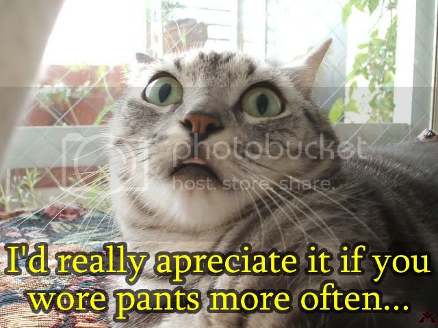 funny_cat_pictures_188.jpg