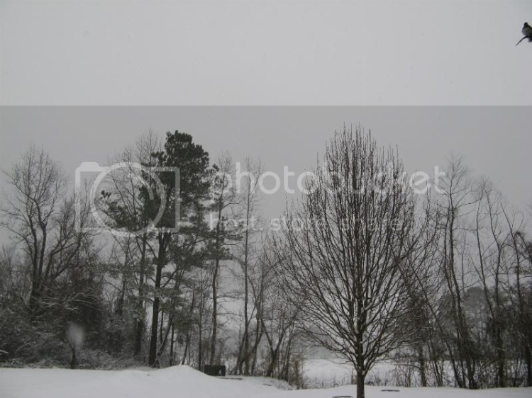 jan09snow005.jpg
