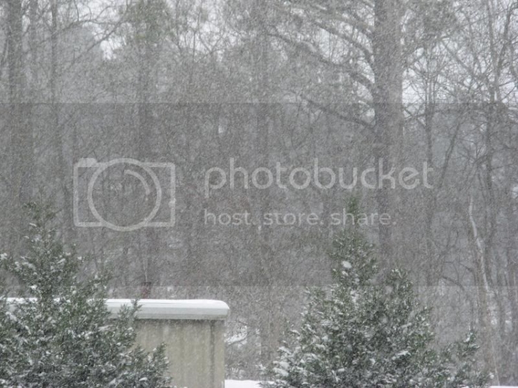 jan09snow007.jpg