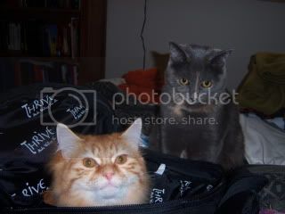 kitties2.jpg