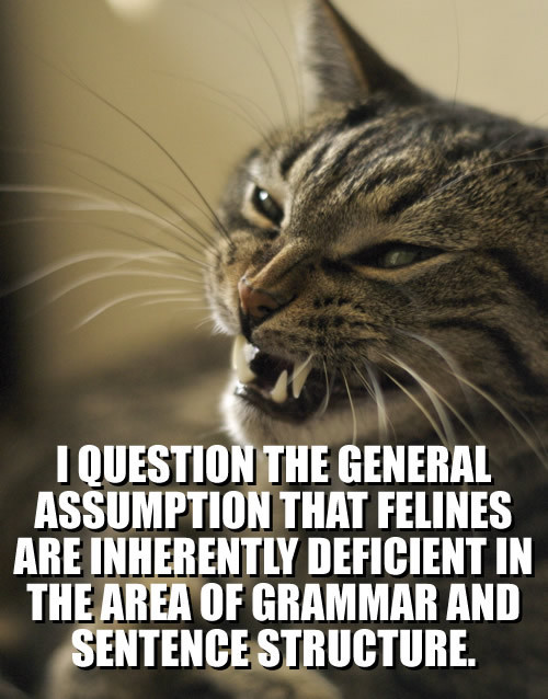 lolcat-1.jpg
