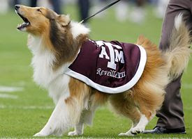 ncf_w_reveille_275.jpg