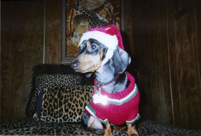 normal_dog.jpg