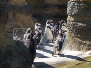 penguin2.jpg