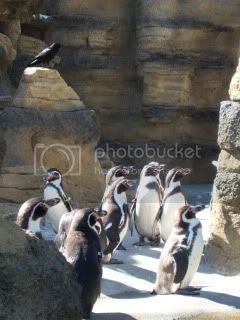 penguin3.jpg