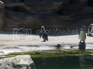 penguin4.jpg