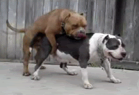 pukehumpka5wl6.gif