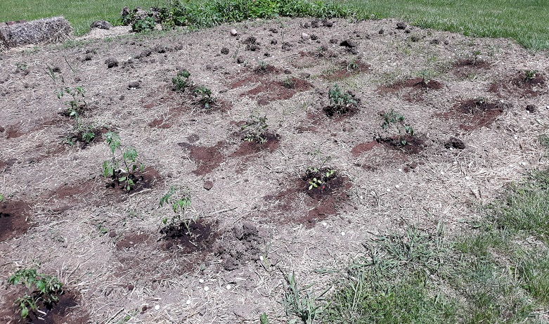 Tomatoes 2.jpg