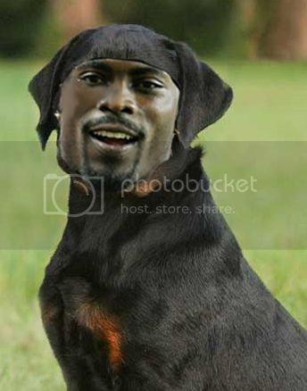 vick-dog.jpg