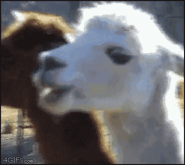 VIueG.gif
