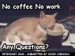 funny-pictures-coffee-kitty.jpg