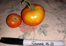 Tomatoes 6-21.jpg