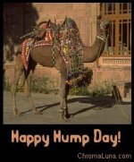 happy_hump_day_camel.jpg