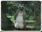 383-raccoon-big-balls-wow.gif