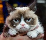 grumpy cat.jpg