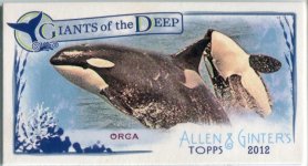 2012 Orcas.jpg