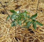 Garden Tomato 06-22.jpg