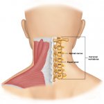 cervical-spine.jpg