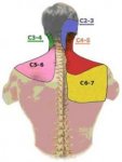 muscles of the neck.jpg