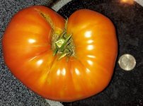 Tomato 9-7-22.jpg