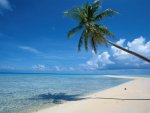 beach-paradise-deault-trees.jpg