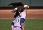 bald-eagle-paxton.jpeg