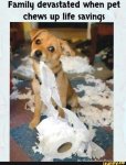 IMG_0251.JPG IMG_0251.JPG