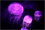 jellyfish-sfSpan-v2.jpg