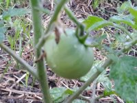 Tomatoes 4.jpg