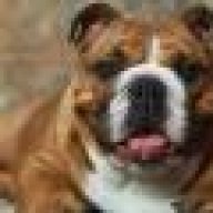 bulldog