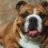 bulldog