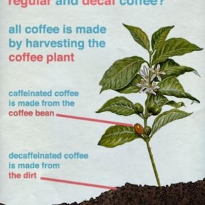 difference between regular and decaf1