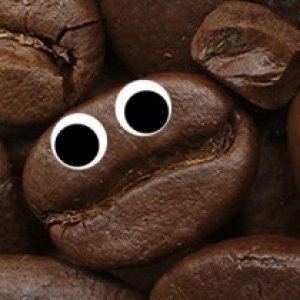 SpunkBean 300x210
