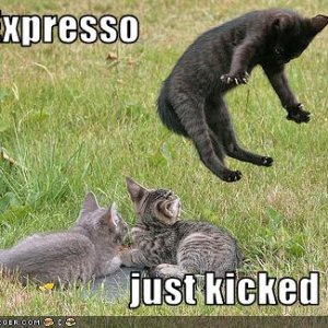 funny pictures cat drank espresso
