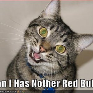 funny pictures red bull cat