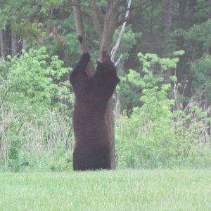 bear3