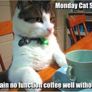 monday coffee cat