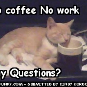funny pictures coffee kitty