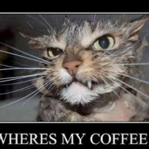 funny coffee cat